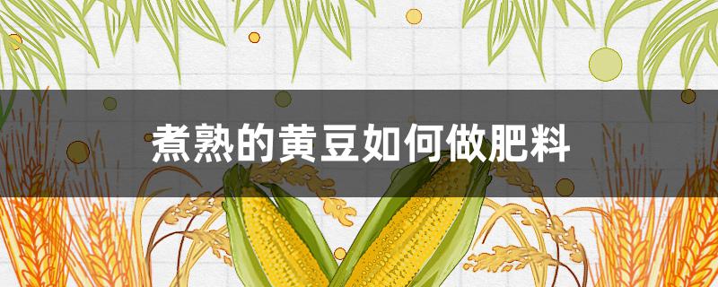 煮熟的黄豆如何做肥料 煮熟的黄豆怎样做肥料