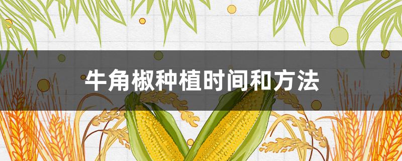 牛角椒种植时间和方法（牛角椒种植时间和方法图片）