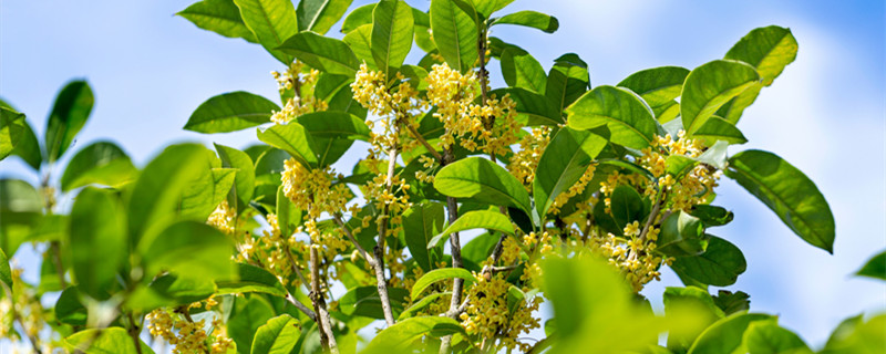 桂花树施什么肥料（桂花树施什么肥料开花多）