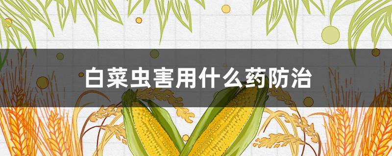 白菜虫害用什么药防治 白菜虫害用什么药防治好