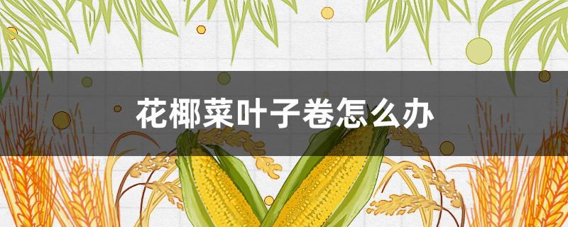 花椰菜叶子卷怎么办 花椰菜叶片卷曲