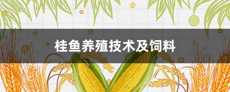 桂鱼养殖技术及饲料 桂鱼的饲料