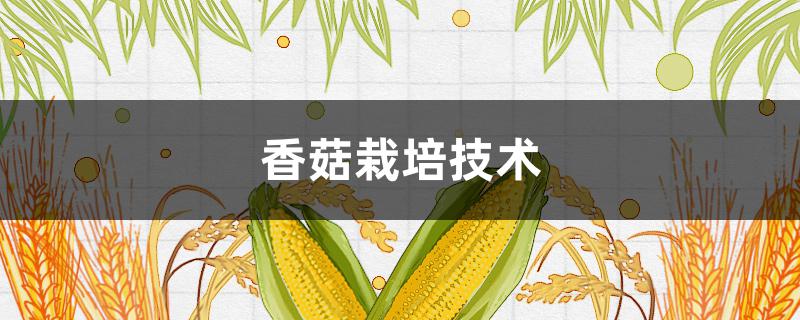 香菇栽培技术（香菇栽培技术要点）