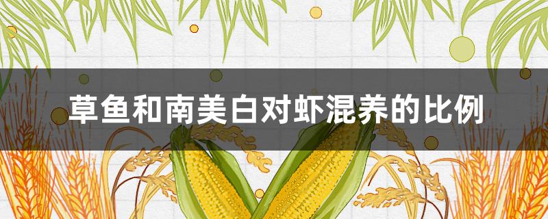 草鱼和南美白对虾混养的比例（南美白对虾与什么鱼混养）