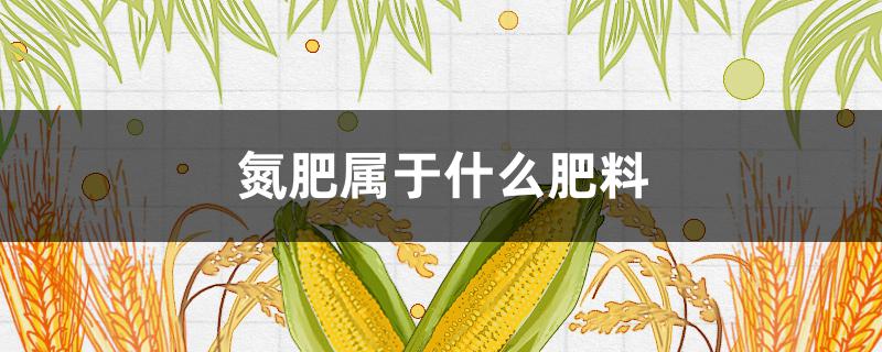 氮肥属于什么肥料（氮肥属于什么肥料类别）