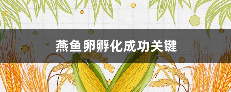 燕鱼卵孵化成功关键（燕鱼卵孵化过程）