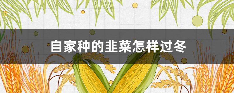 自家种的韭菜怎样过冬（冬天怎样种韭菜）