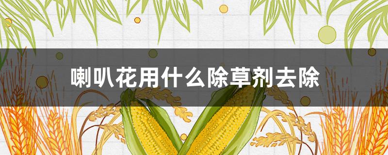 喇叭花用什么除草剂去除（除喇叭花的农药）