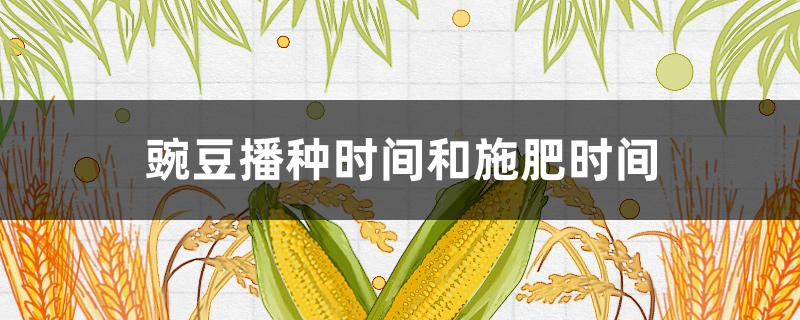 豌豆播种时间和施肥时间 豌豆什么时间施肥