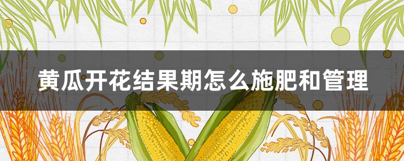 黄瓜开花结果期怎么施肥和管理 黄瓜在开花结果期间需要施肥吗?