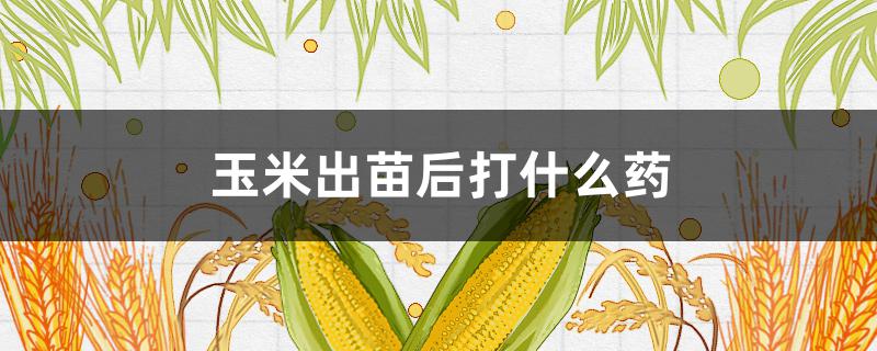 玉米出苗后打什么药（玉米出苗后打什么药防冻）