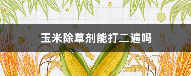 玉米除草剂能打二遍吗 玉米除草剂可以打二遍吗