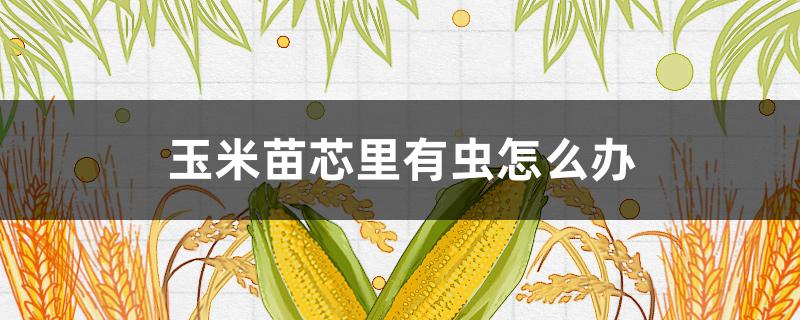 玉米苗芯里有虫怎么办 玉米苗叶子心有虫