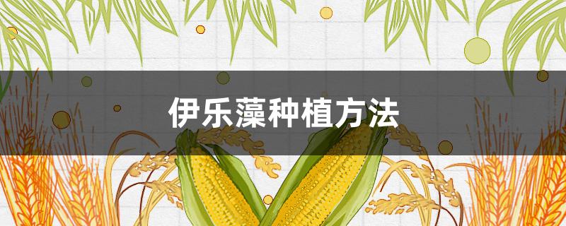 伊乐藻种植方法（伊乐藻种植方法视频）