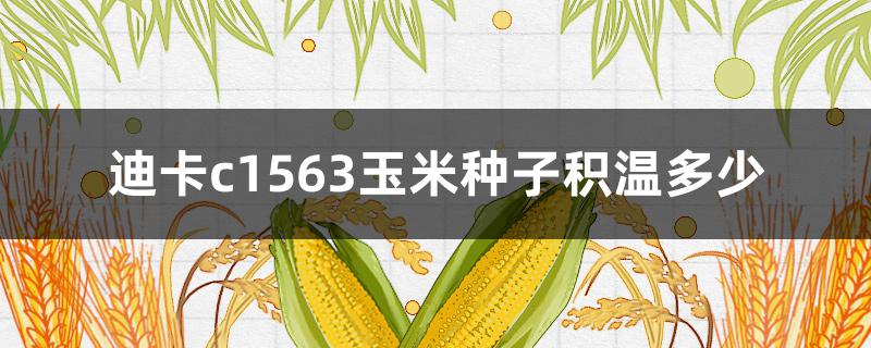 迪卡c1563玉米种子积温多少（迪卡c3061玉米种子积温多少）