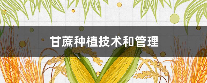 甘蔗种植技术和管理（甘蔗种植技术和管理的说说）