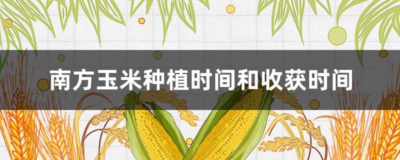 南方玉米种植时间和收获时间（南方玉米播种时间）