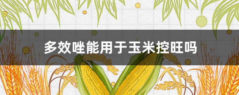 多效唑能用于玉米控旺吗（玉米控旺可以用多效唑吗）