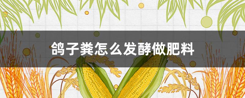 鸽子粪怎么发酵做肥料（鸽子粪怎么发酵做肥料包装价格）