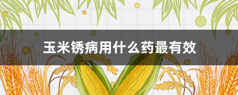 玉米锈病用什么药最有效（玉米锈病怎样用药）