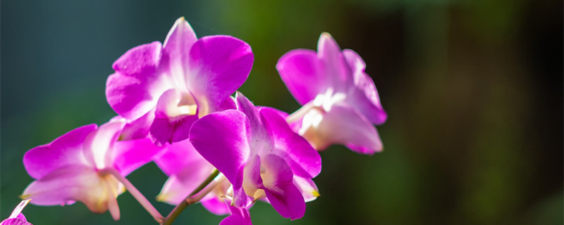 兰花在什么季节的什么时候开花（兰花一般开在什么季节）