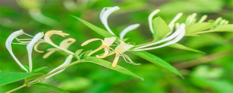 金银花长蚜虫怎么办 金银花长了蚜虫怎么办