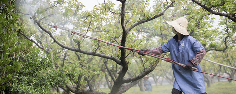 蚧壳虫怎样才能彻底消灭（法师蚧壳虫怎样才能彻底消灭）