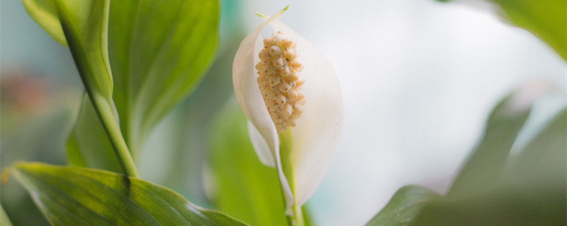 一帆风顺花蕊变黑怎么办（一帆风顺花叶边变黑）