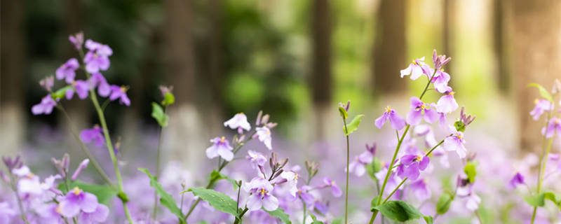 千叶兰的养护方法（植物千叶兰怎么养护）