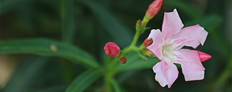 夹竹桃的花语和传说（白花夹竹桃的花语）