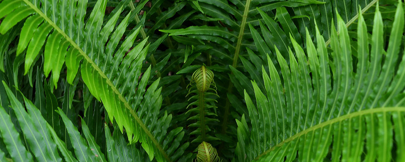 蕨类植物怎么浇水 蕨类植物应该多浇水还是少浇水