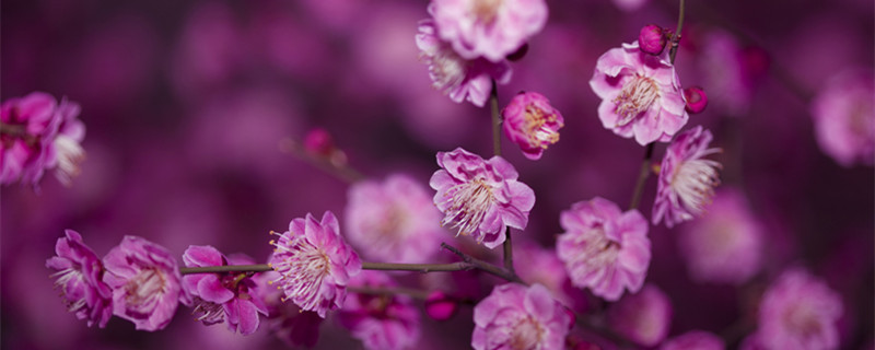 梅花是什么季节开的（荷花是哪个季节开的）