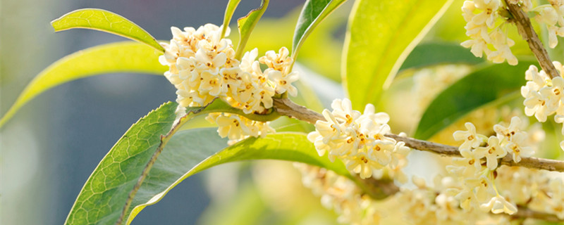 桂花的特点（桂花的特点和外形、颜色）