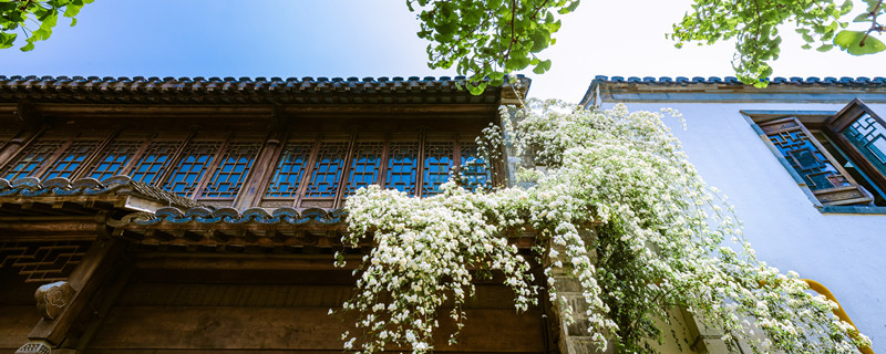 木香花花语 木香花花语是什么