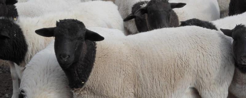 圈养杜泊羊养殖效益，饲草料成本 养10只杜泊羊多少成本