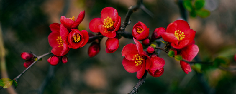 竹节海棠一年开几次花（竹节秋海棠一年开几次花）