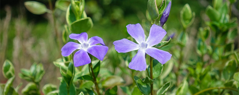 长春花如何播种（长春花怎样播种）