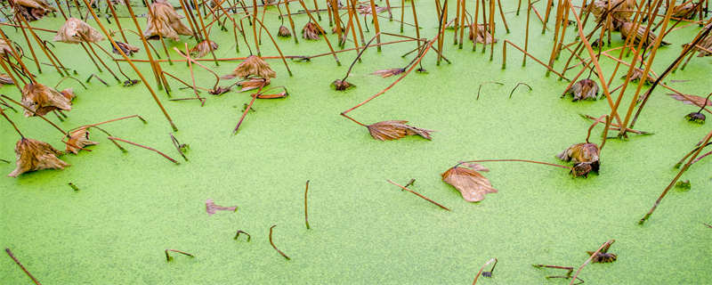 褐藻和绿藻的区别（鱼缸褐藻和绿藻的区别）