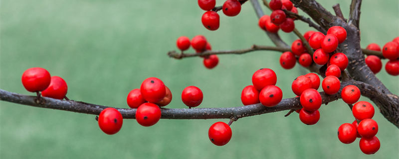 冬青是什么植物 冬青是什么植物类别