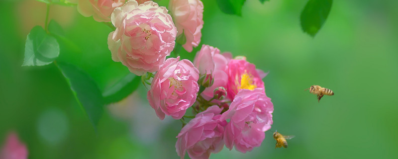 野蔷薇的花语 野蔷薇的花语和歌德的小诗是什么意思