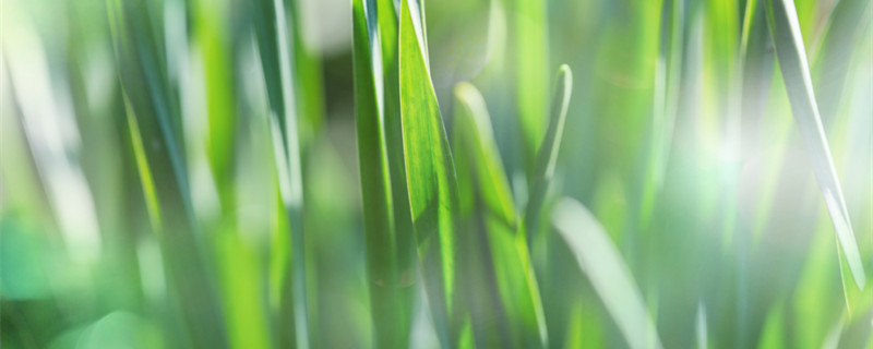 龙须菜是什么菜 龙须菜是什么菜图片