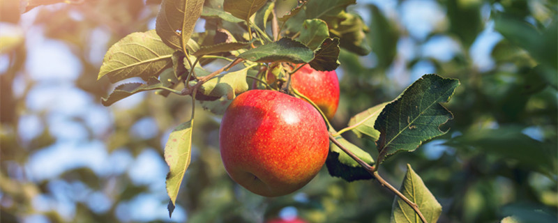 苹果树种植方法及过程 苹果树种植方法及过程视频