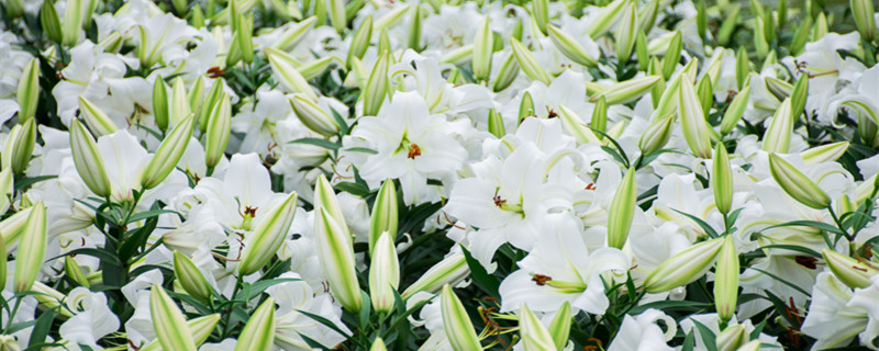 百合花是单性花还是两性花（百合科是两性花吗）