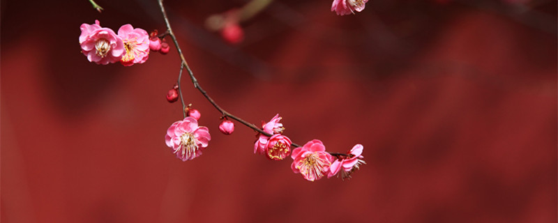 梅花开放的时间 梅花开放的时间是几月