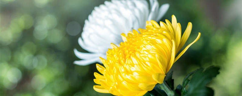 菊花的花语（菊花的花语是什么）