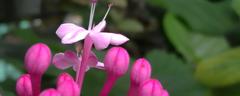 仙客来的花语和寓意（仙客来花寓意什么）