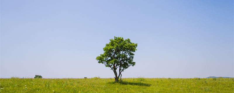 幸福树喜阴还是喜阳（幸福树是喜阴植物吗）