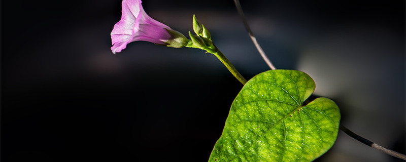 牵牛花的花语（摩尔庄园牵牛花的花语）