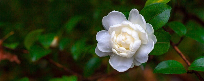 昆明的市花是什么花 昆明的市花是什么花?