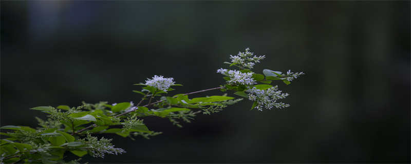 九里香花有毒吗 九里花香有毒没?